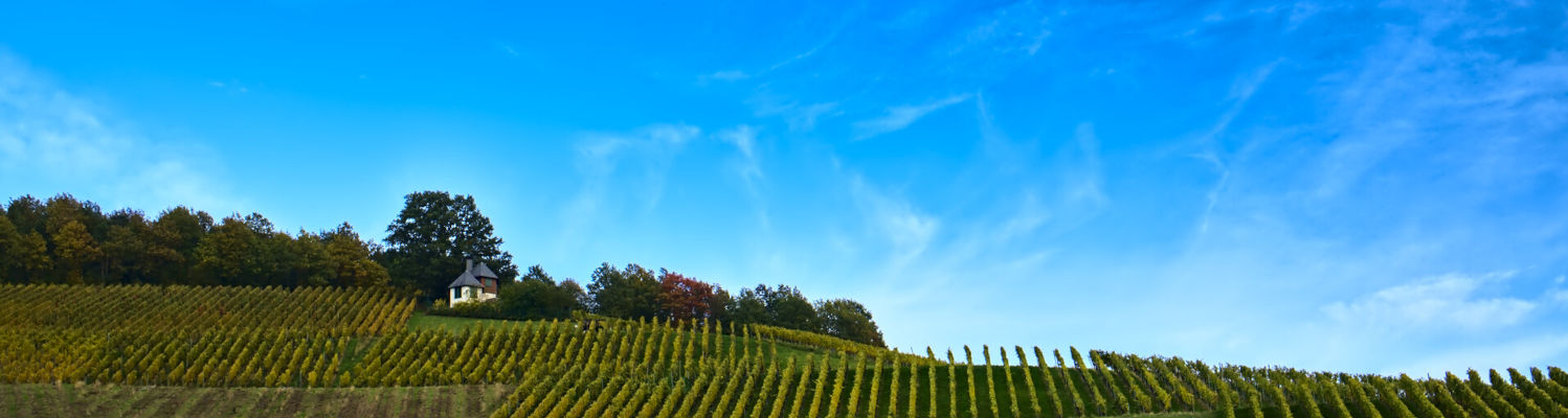 Blauer Himmel und Reben im Nordschwarzwald